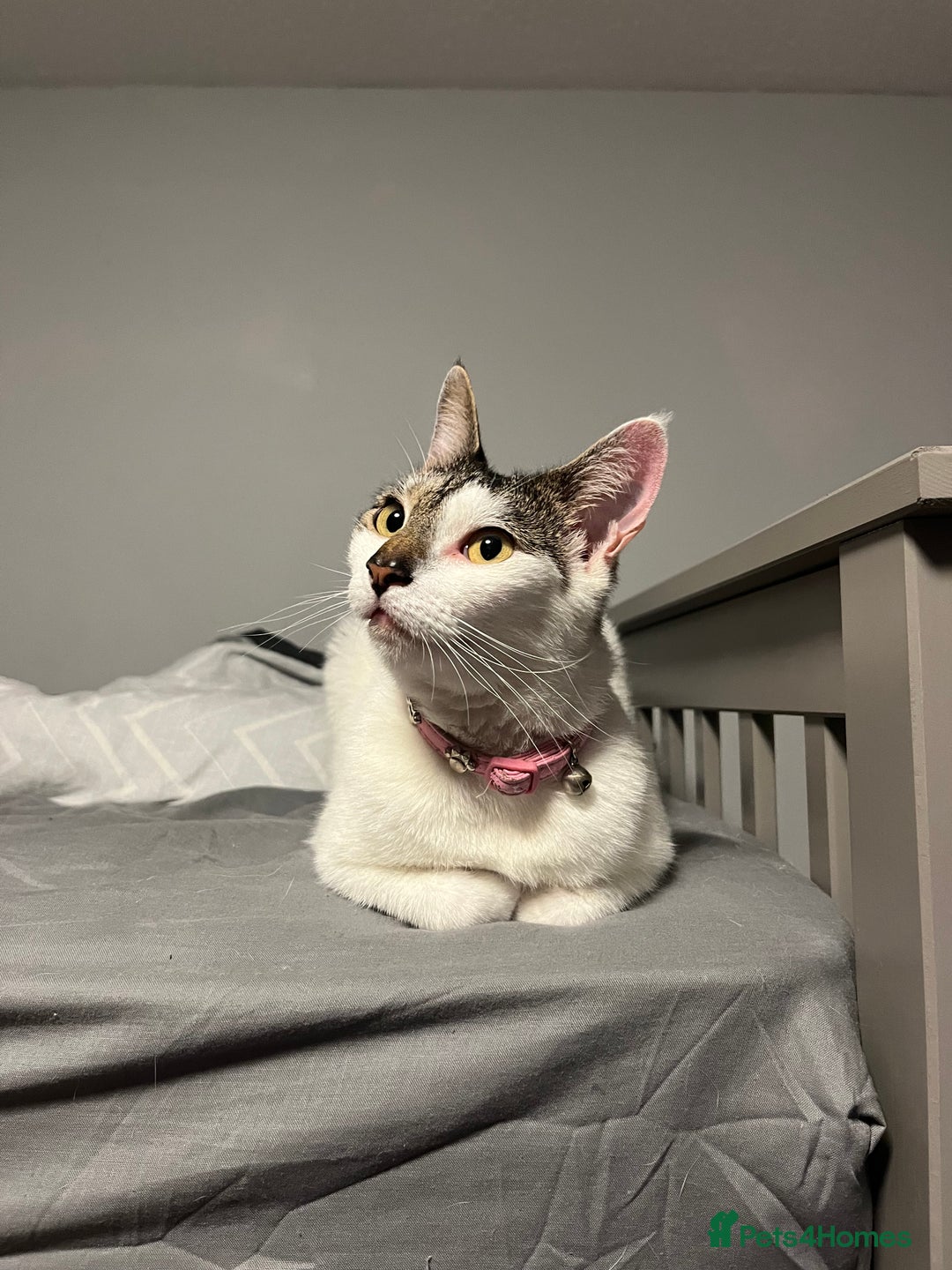 Mixed Breed cats for sale: My Myla - Image 2