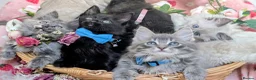 Maine Coon cats for sale: Maine coon ragdoll kittens for devoted owners in Paisley - Advert 9