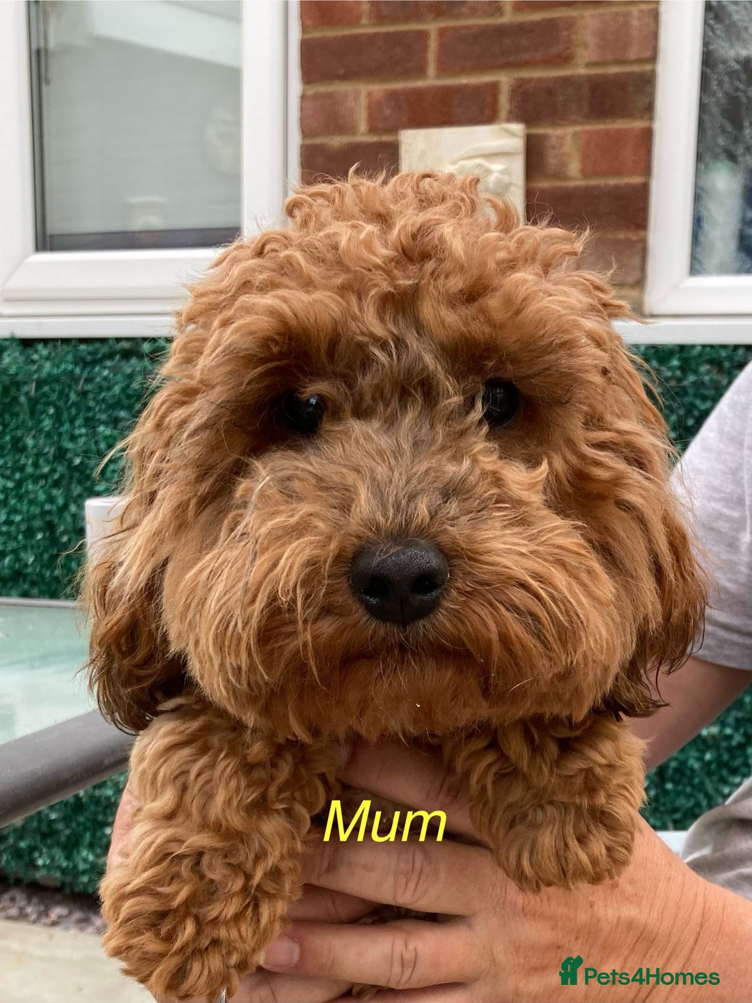 Cockapoo dogs for sale: f1b tiny cockapoo puppies - Image 4