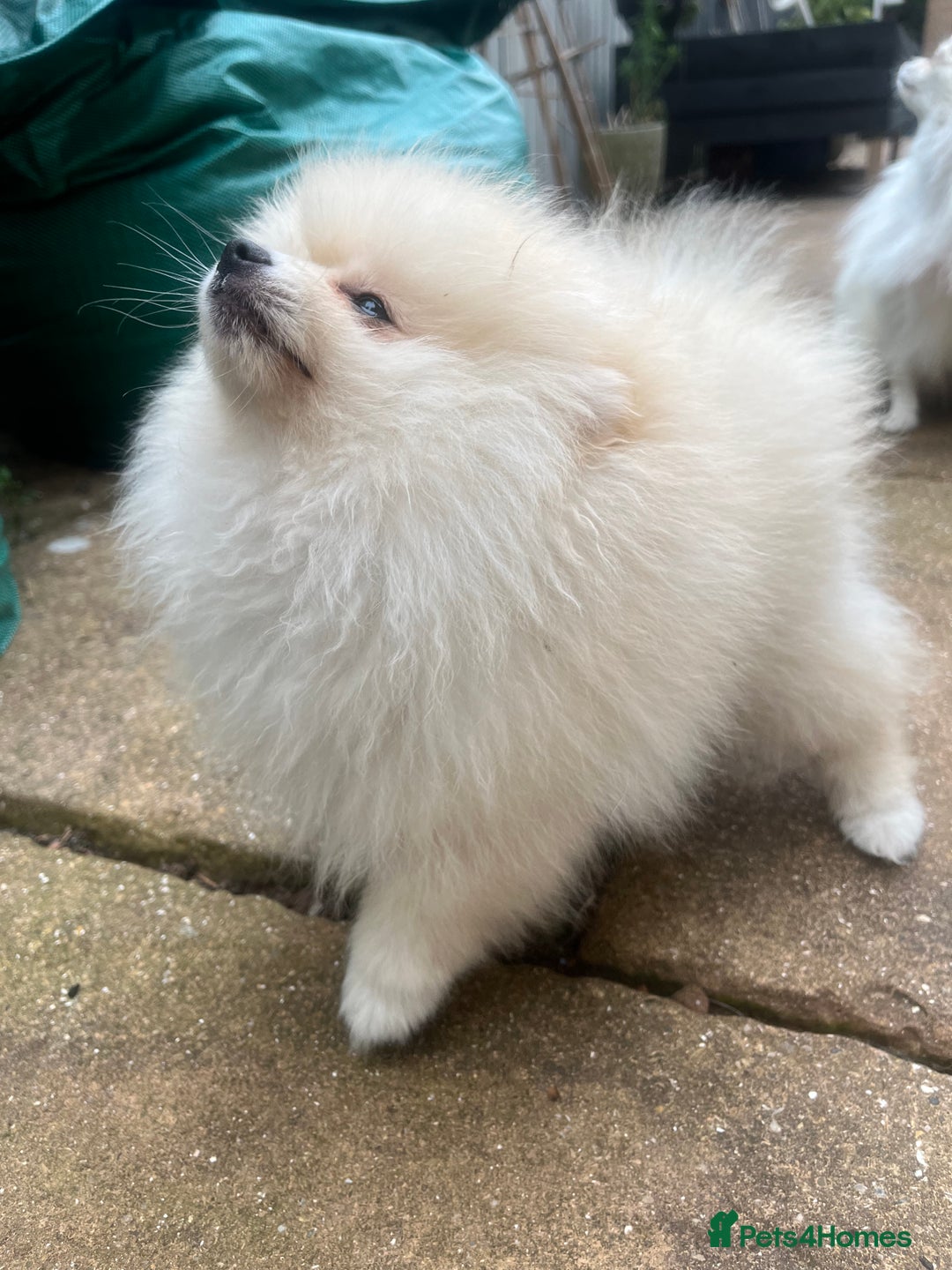 Pomeranian dogs for sale: 2 male Pomeranian puppies. 1 orange sable, 1 cream - Image 11