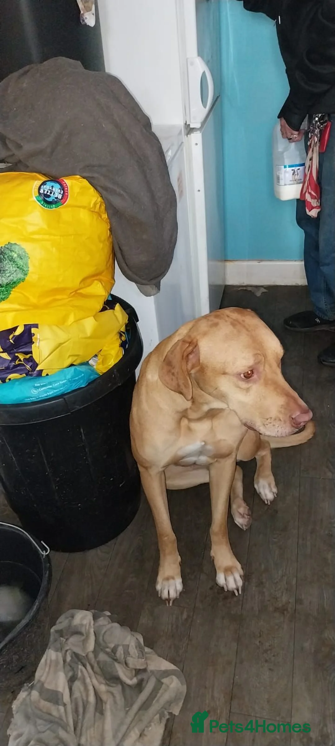 Mixed Breed dogs for sale: 3 pups for sale in Saltburn-by-the-Sea - Advert 1