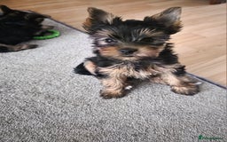 Yorkshire Terrier dogs for sale: KC registered Sweet Yorkshire terier puppies!!! - Image 4