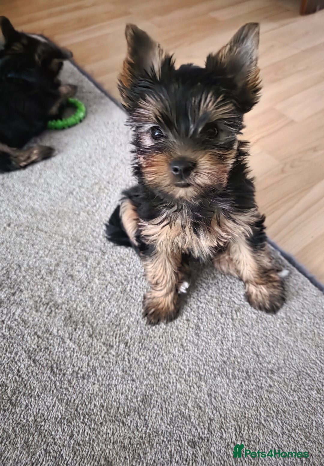 Yorkshire Terrier dogs for sale: KC registered Sweet Yorkshire terier puppies!!! - Image 4