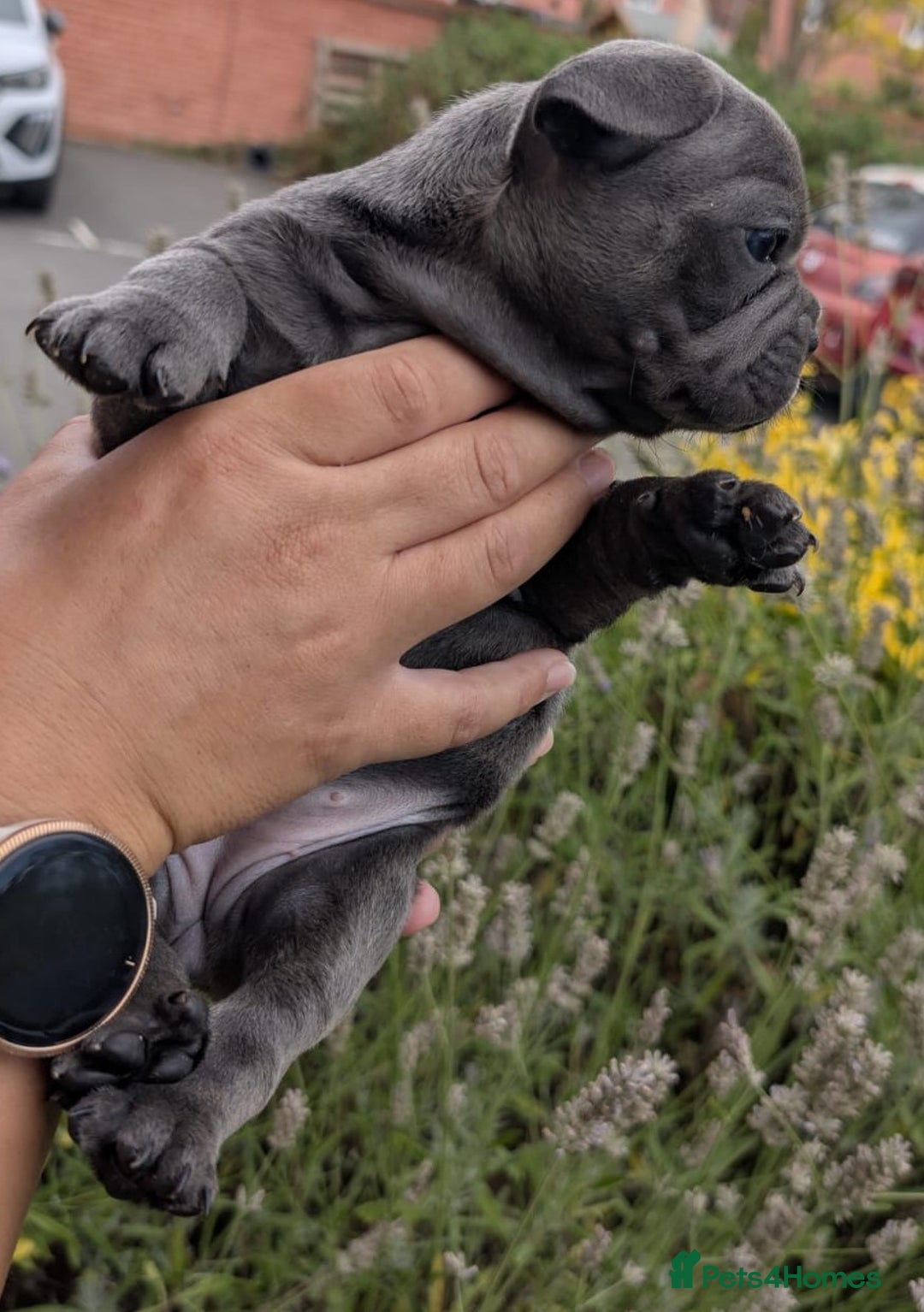 French Bulldog dogs for sale: Stunning French bulldog puppies 🐕 - Image 17