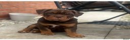 Olde English Bulldogge dogs for stud: 💥olde English bulldogge stud💥 in Rotherham - Advert 21