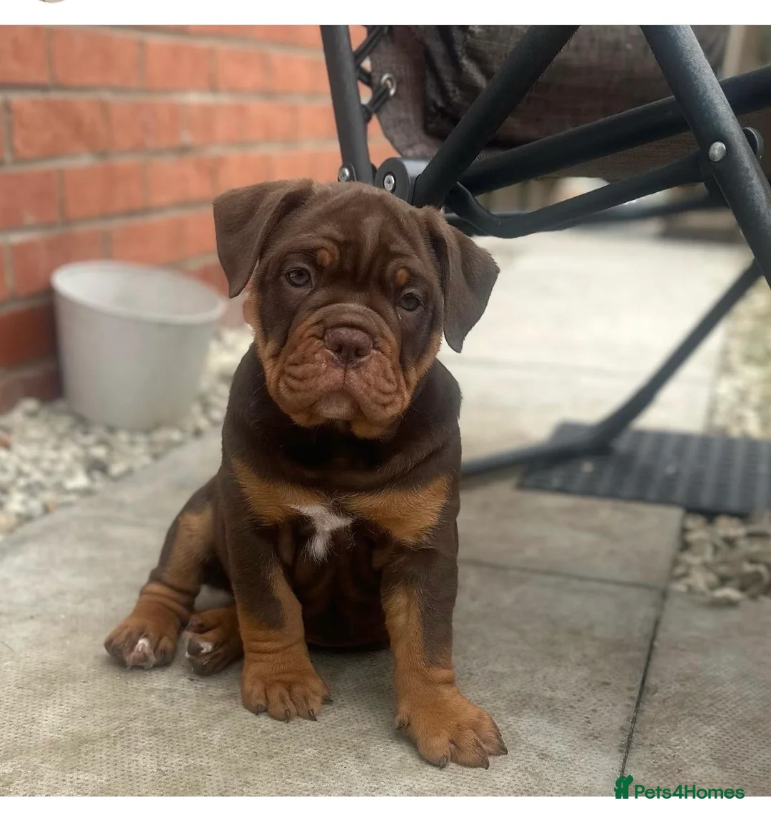 Olde English Bulldogge dogs for stud: 💥olde English bulldogge stud💥 in Rotherham - Advert 21