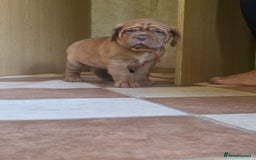 Dogue De Bordeaux dogs for sale: Dogue de bordeaux puppies boy and girl available - Image 2