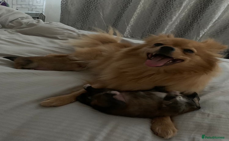 Pomeranian dogs - Advert 10
