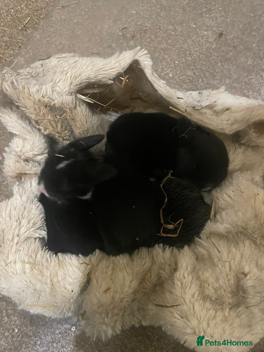Mixed Breed rabbits for sale: 5 Rex/lionhead mix bunnies for sale - Advert 1