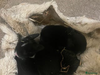 Mixed Breed rabbits 5 Rex/lionhead mix bunnies for sale - Advert 1