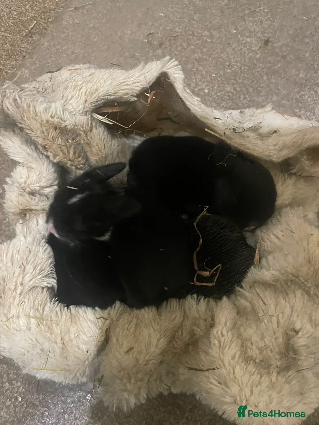 Mixed Breed rabbits for sale: 2 Rex/lionhead mix bunnies for sale - Advert 2