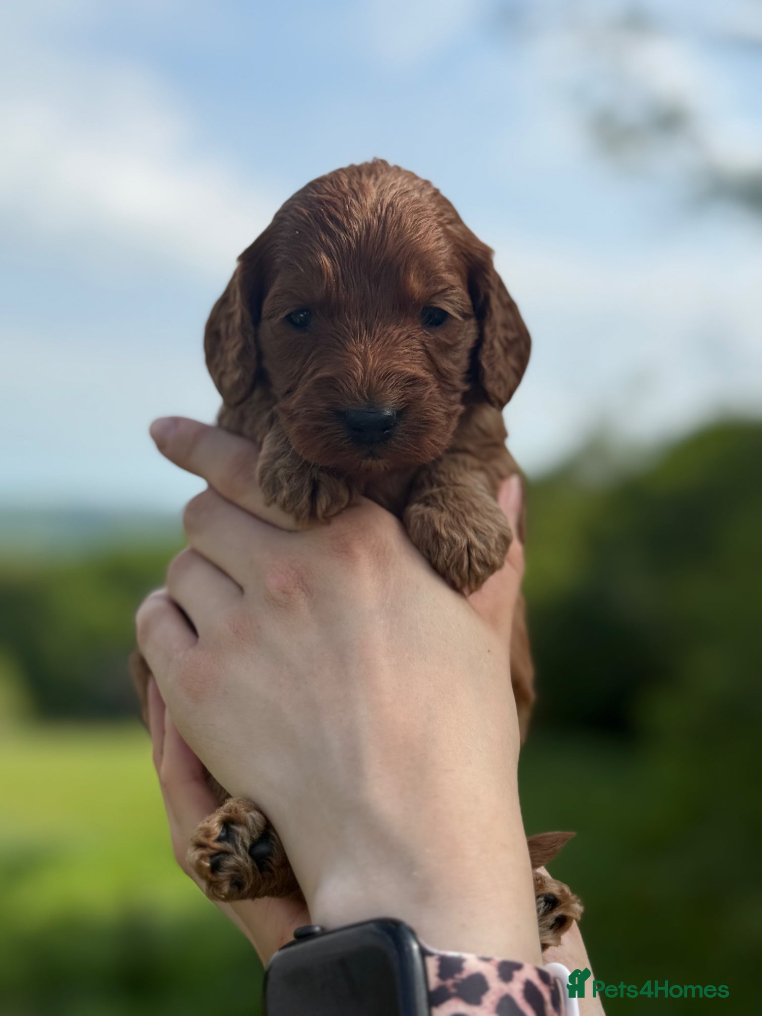 Cockapoo dogs Amazing array of colours F1 Cockapoo’s - Advert 1