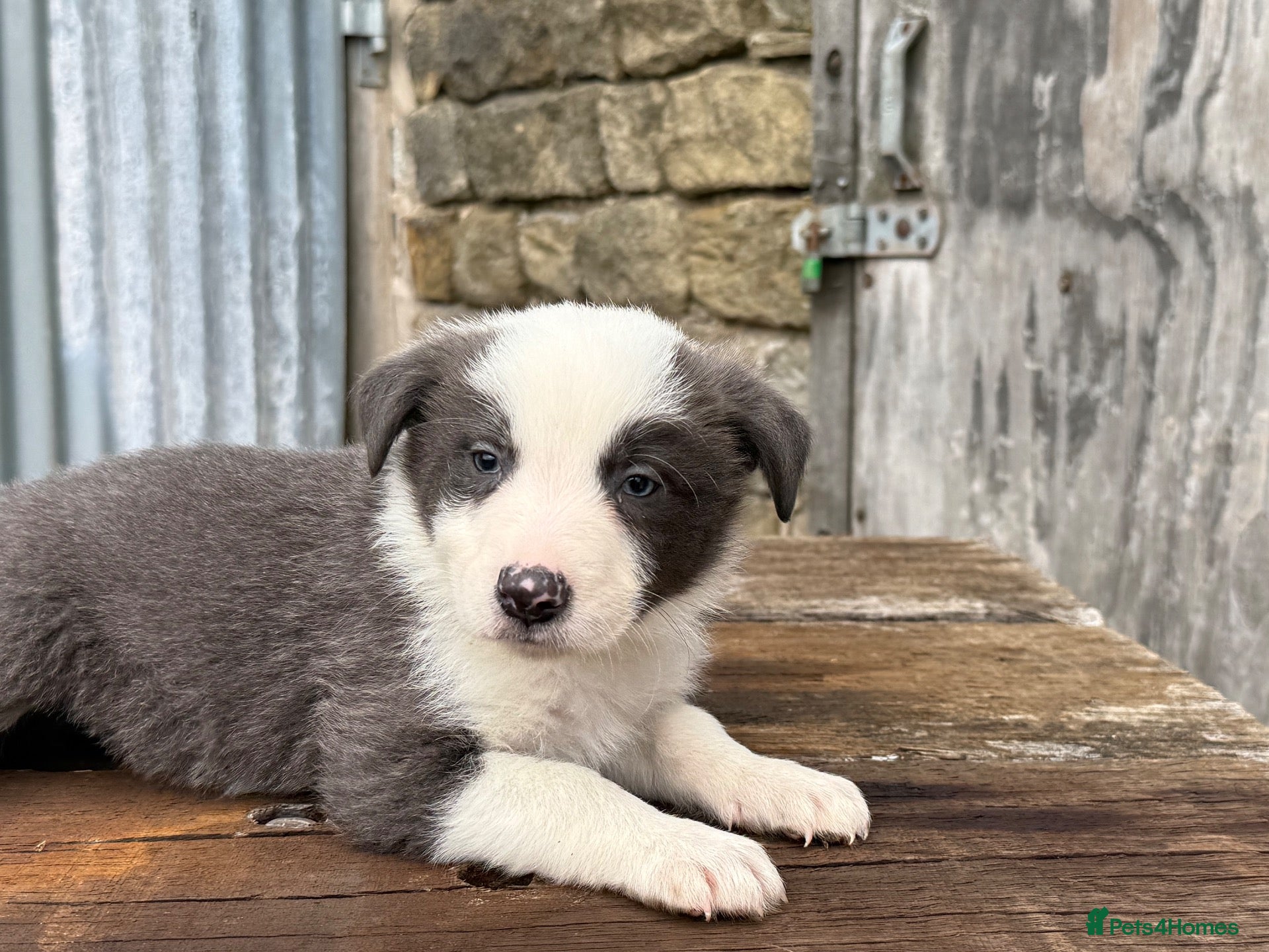 Border Collie dogs Stunning Blue & white / black & white pups - Advert 2
