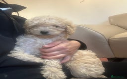 Cavapoo dogs for sale: Beautiful cavapoos  - Advert 14