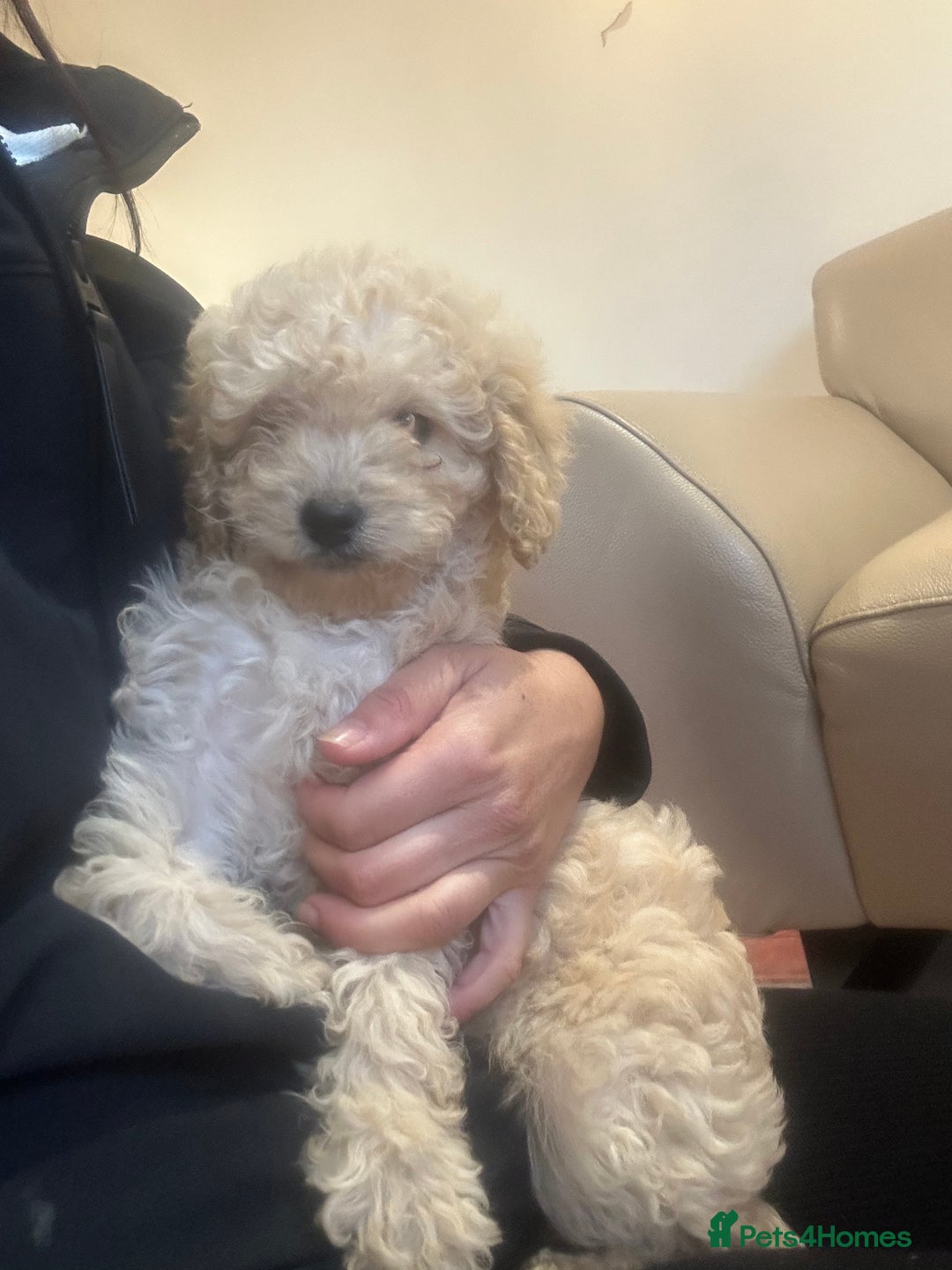 Cavapoo dogs for sale: Beautiful cavapoos  - Advert 14