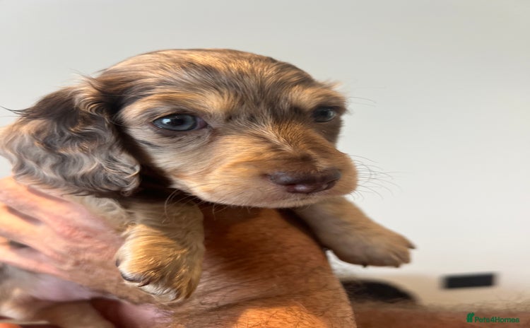 Miniature Dachshund dogs - Advert 5