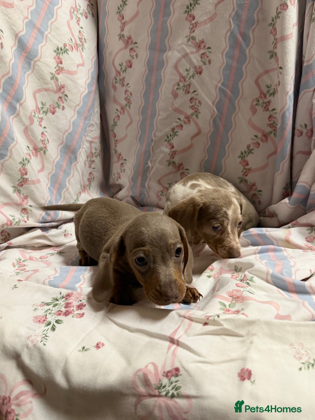 Miniature Dachshund dogs for sale: miniature dash hound puppys  - Advert 10