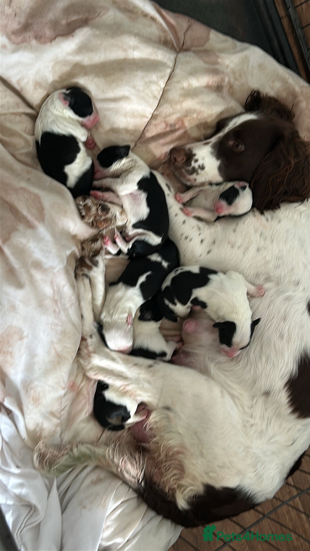 Sprollie dogs for sale: Sprollie puppies looking for  loving homes  - Image 4