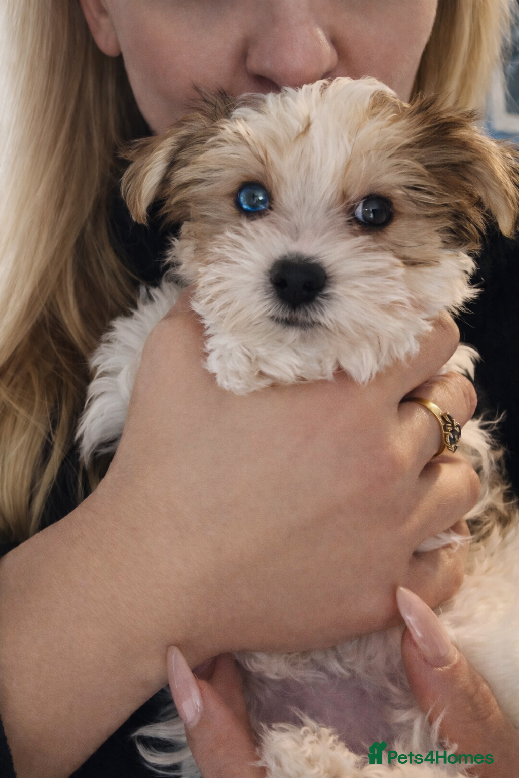 Yorkshire Terrier dogs ❤️Beautiful blue eyed Yorkshire terrier puppies❤️ - Advert 17