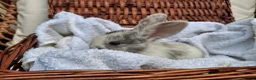 Mini Lop rabbits for sale: 6x Pure breed mini lop baby rabbits - Advert 5