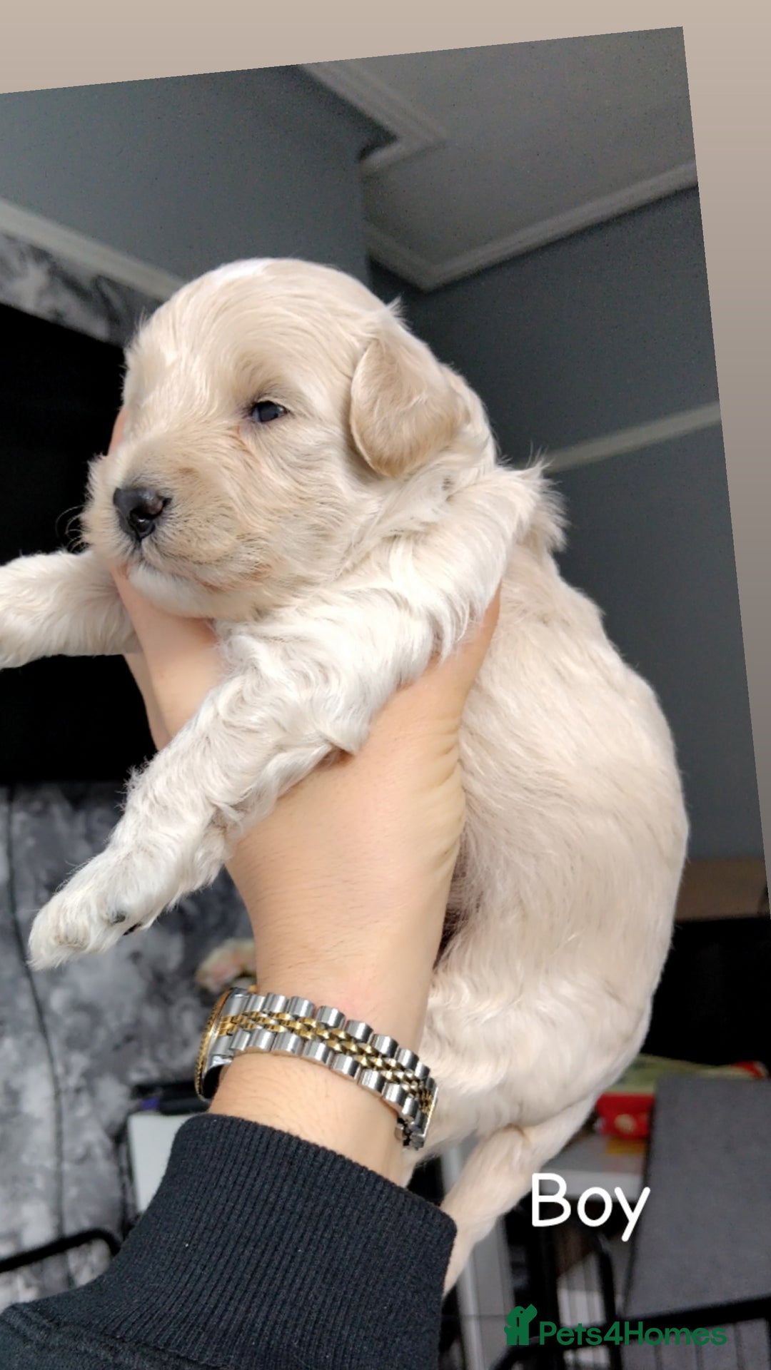 Poochon dogs for sale: Poochons  - Image 4