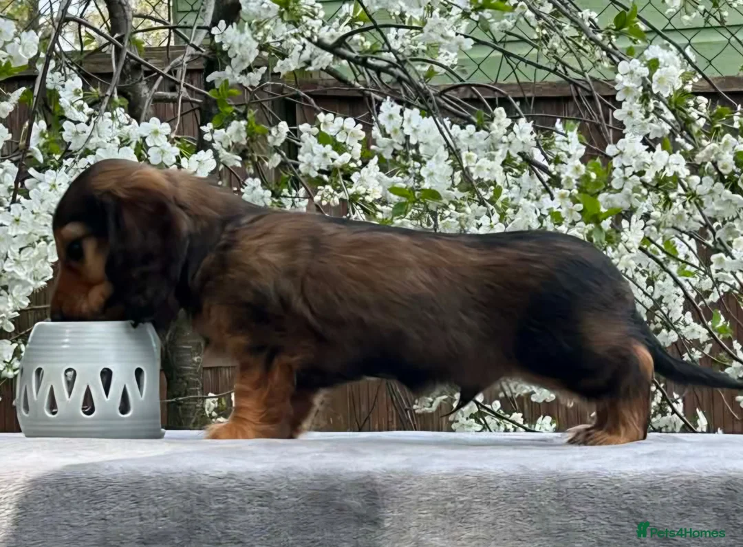 Miniature Dachshund dogs for sale: MINIATURE LONGHAIRED DACHSHUND BOY RUSSIAN LINE - Advert 1