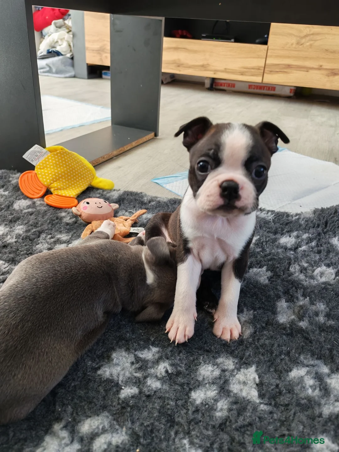 Boston Terrier dogs for sale: Handsome Boston Terrier looking for forever home   in Bury Saint Edmunds - Advert 27