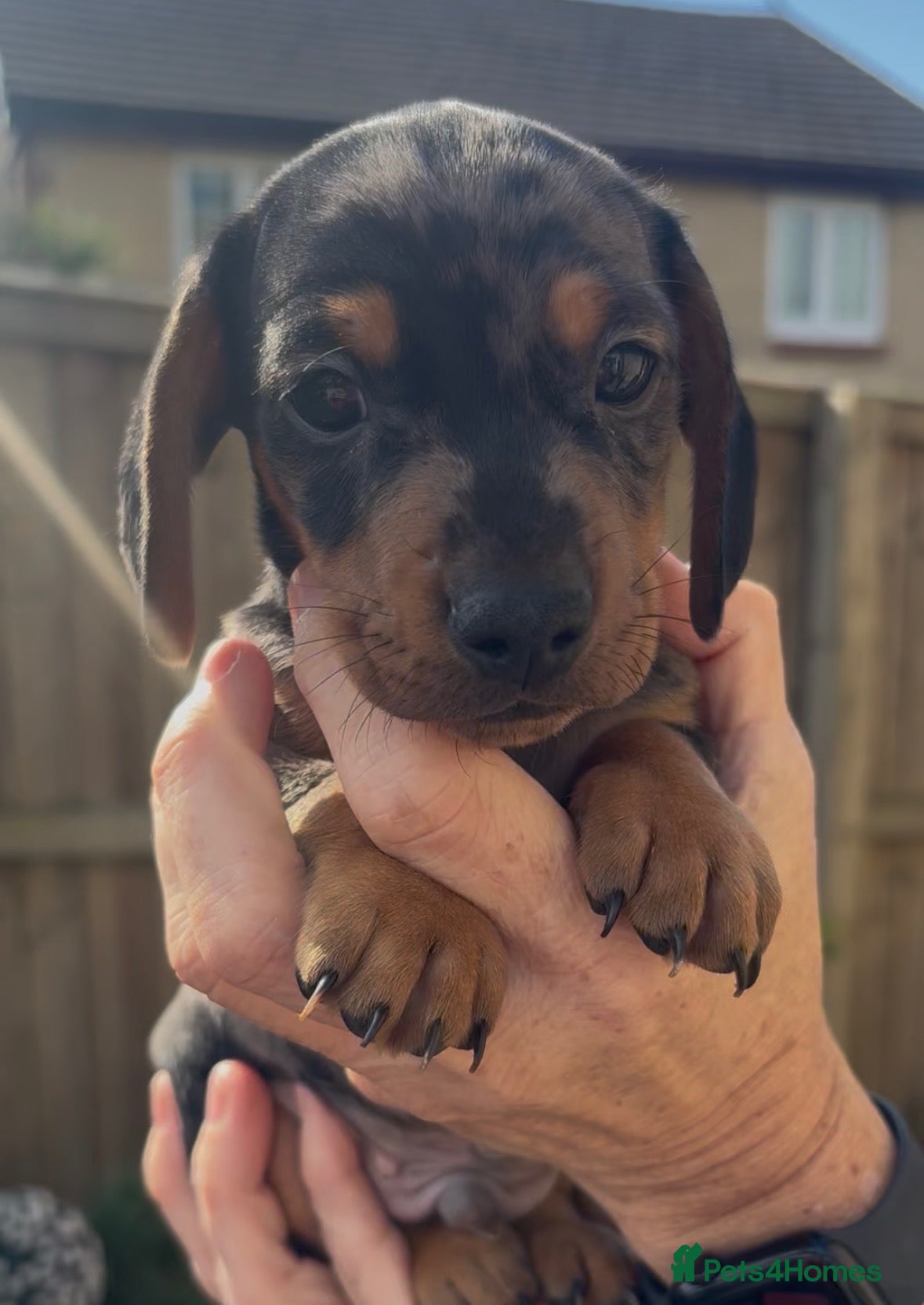 Miniature Dachshund dogs 3 remaining - beautiful miniature dachshund pups - Advert 1
