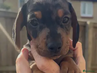 Miniature Dachshund dogs 3 remaining - beautiful miniature dachshund pups - Advert 4