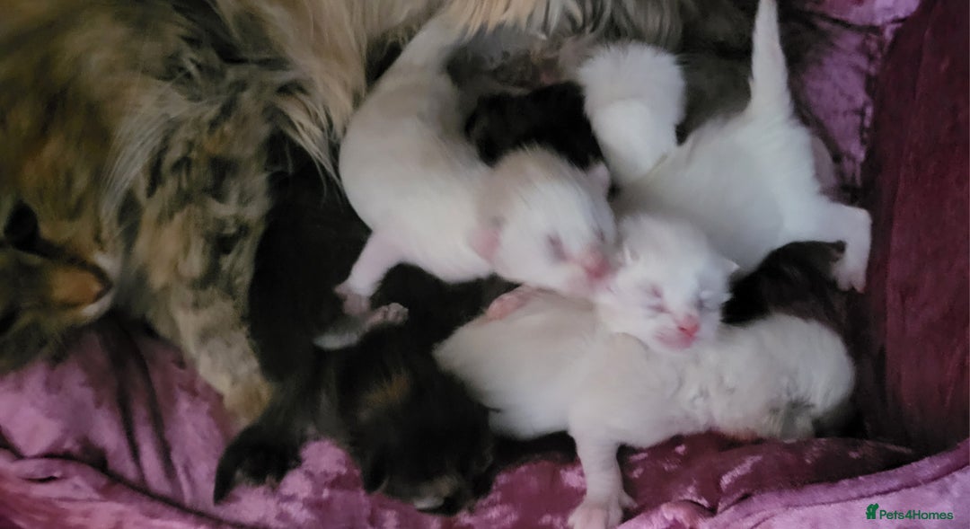 Siberian cats for sale: REGISTERED SIBERIAN KITTENS  - Image 14