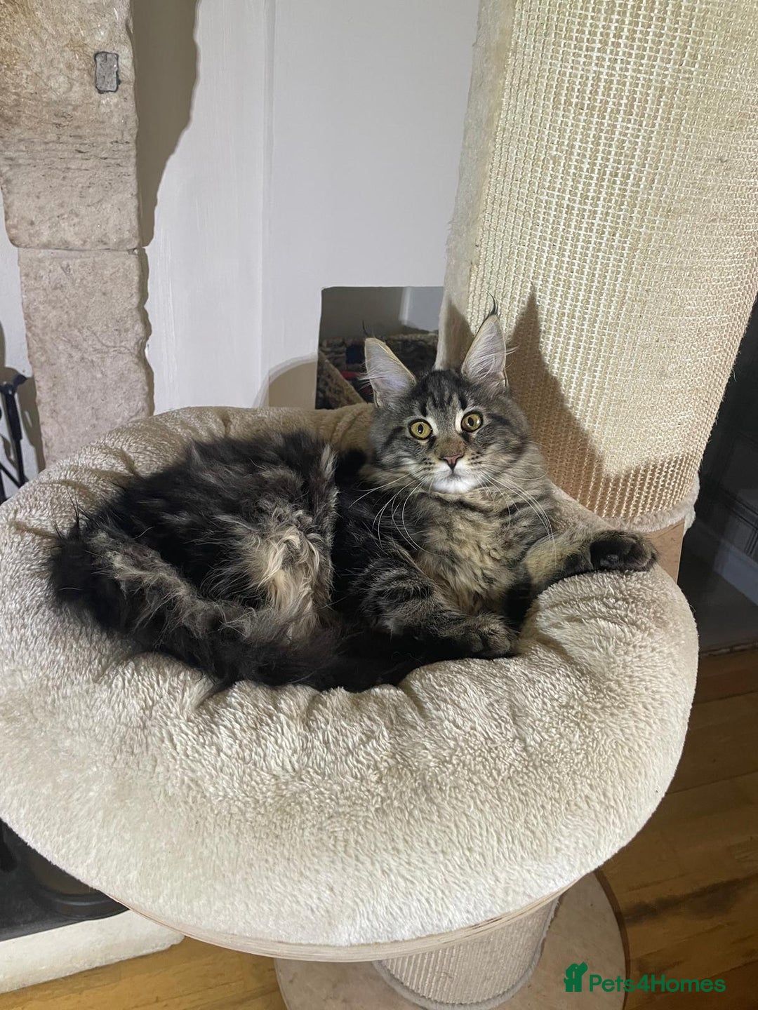 Maine Coon cats for sale: Stunning Maine Coon kittens - Advert 11