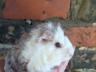 Guinea Pig rodents Lunkarya girl looking for her forever home! - Advert 1