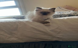 Ragdoll cats for sale: 🎀Beautiful Ragdoll kittens (TICA reg)🎀 - Image 10