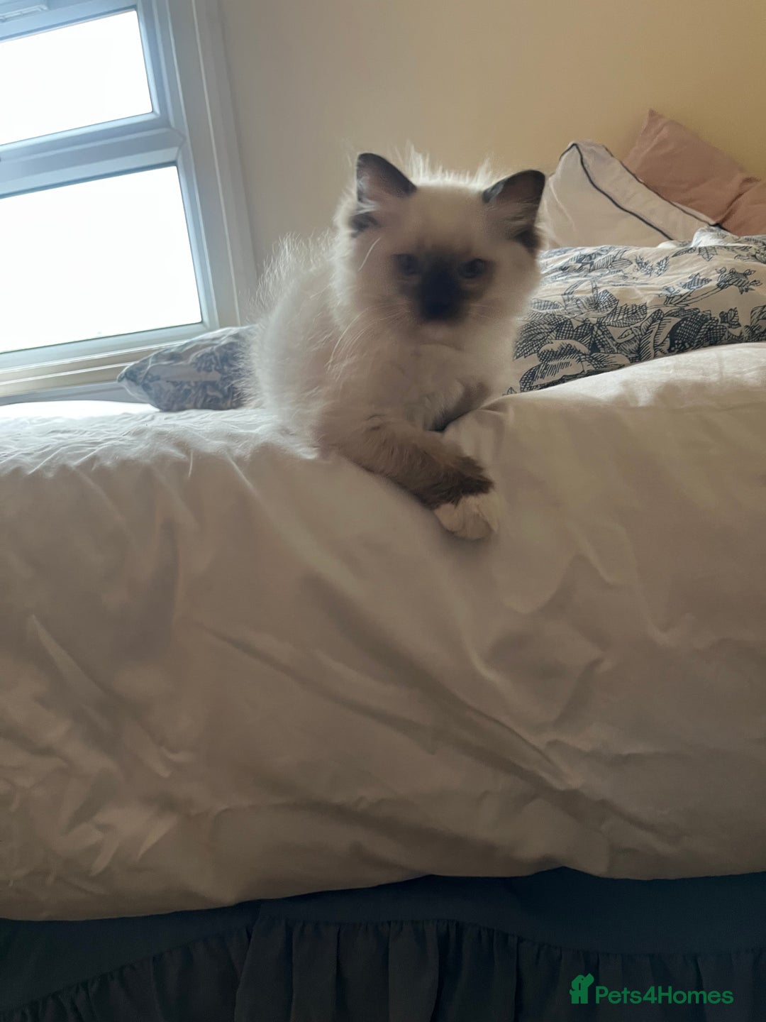 Ragdoll cats for sale: 🎀Beautiful Ragdoll kittens (TICA reg)🎀 - Image 10