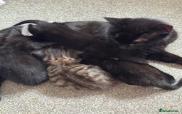 Mixed Breed cats for sale: 3x tuxedo 1x tabby - Image 1