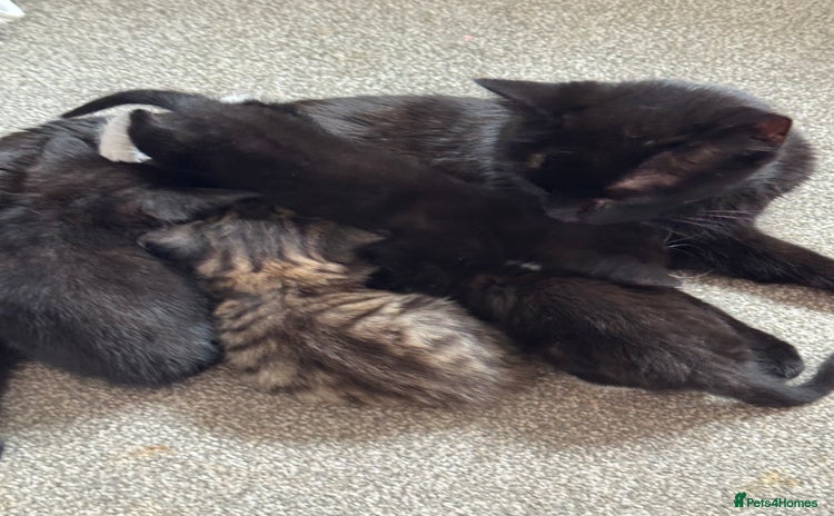 Mixed Breed cats - Advert 13