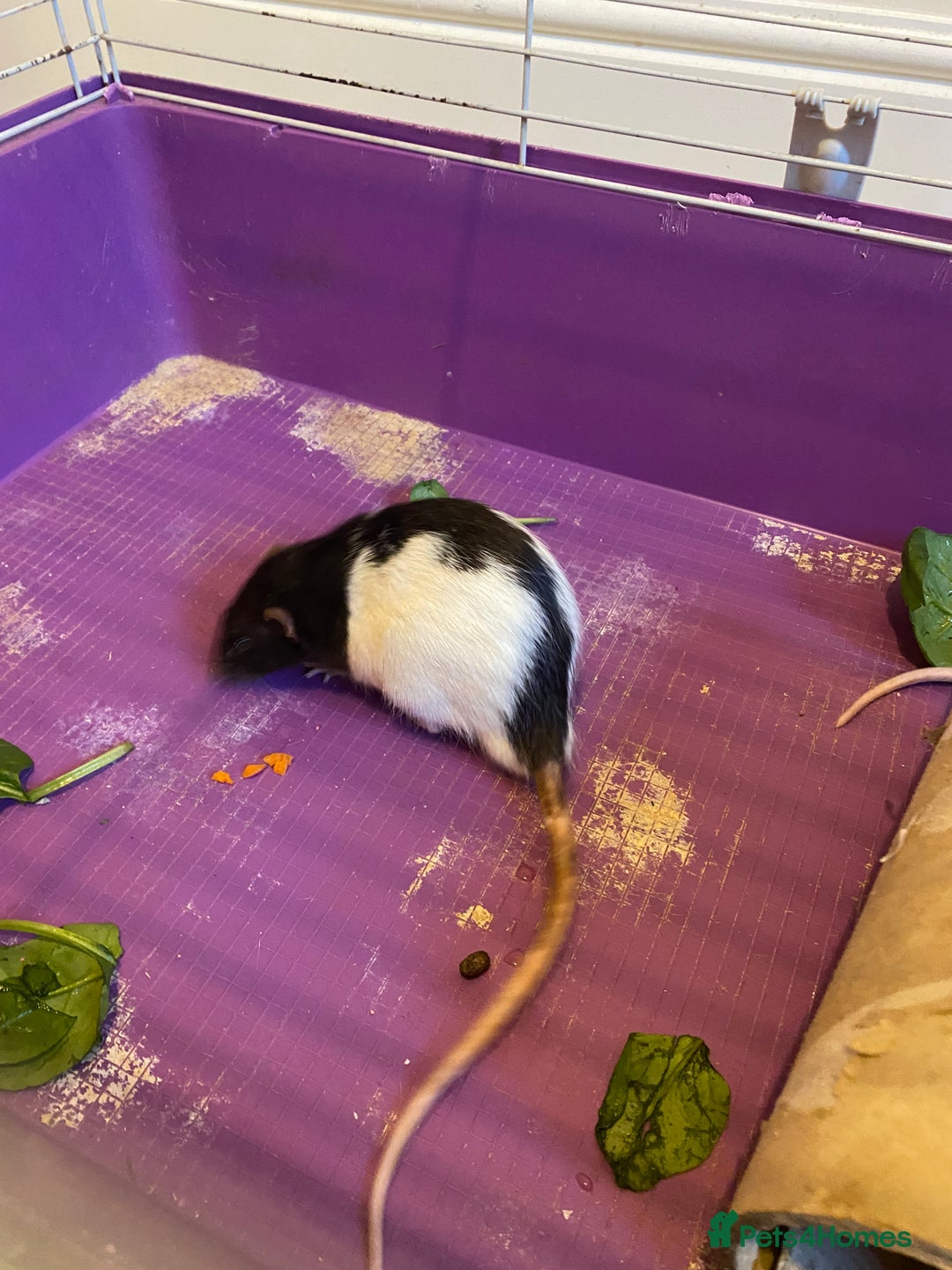 Rat rodents for sale: 2 male rats - aged 7 months - Advert 4