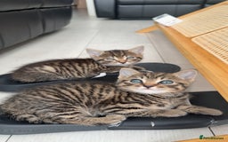 British Shorthair cats for sale: British short haired pedigree cross tabby kittens  - Image 7