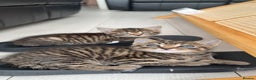 Mixed Breed cats for sale: British short haired pedigree cross tabby kittens  - Advert 7