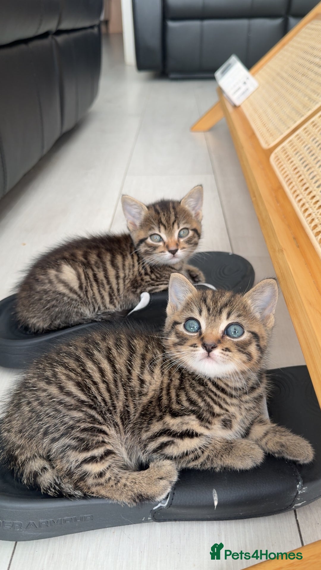 British Shorthair cats for sale: British short haired pedigree cross tabby kittens  - Image 7