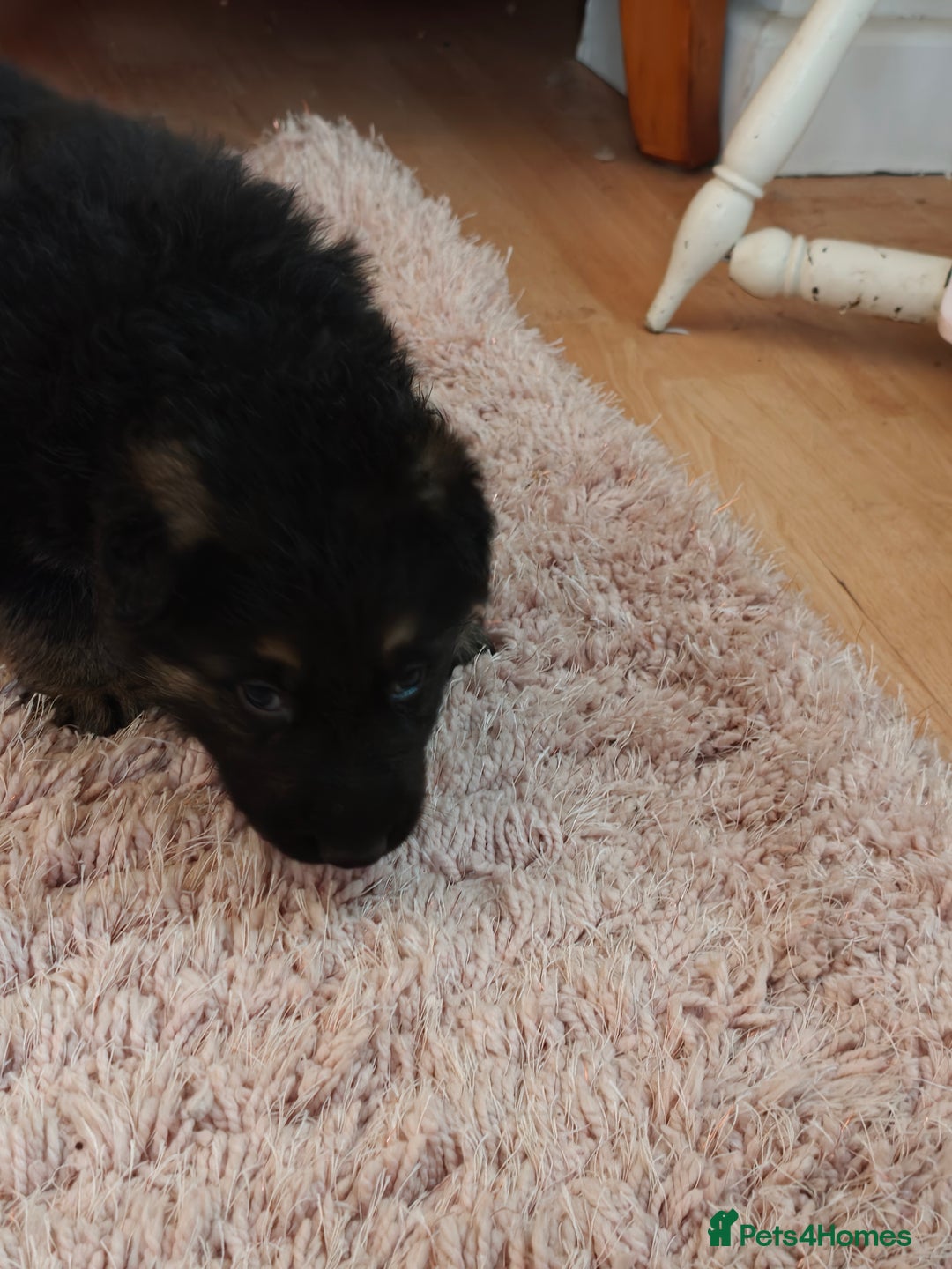 German Shepherd dogs for sale: German Shepherd Puppies - Advert 5