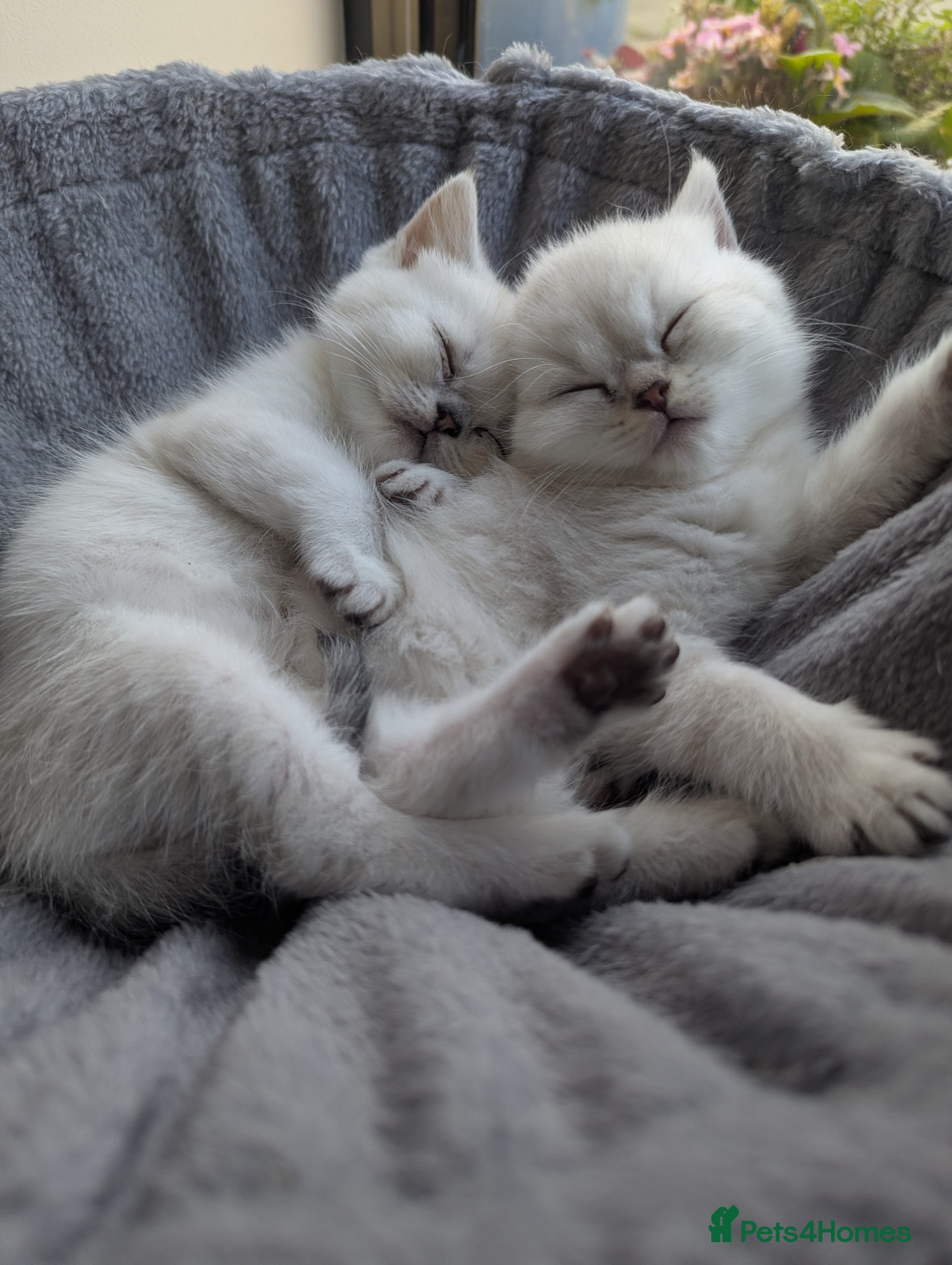 British Shorthair cats Beautiful British shorthair kittens - Advert 1