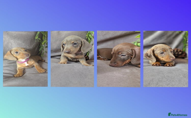 Miniature Dachshund dogs - Advert 15