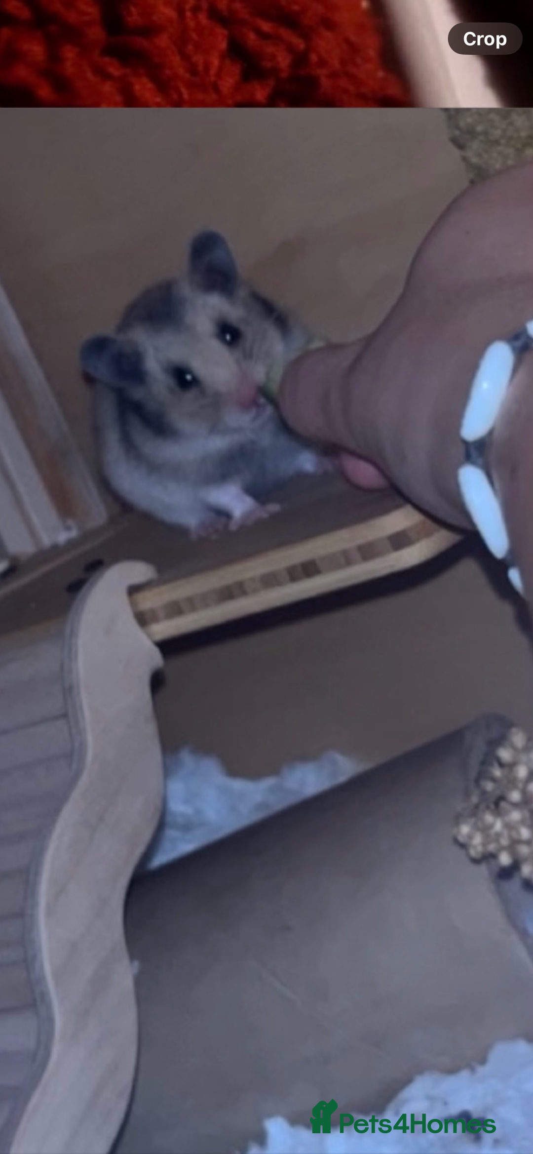 Hamster rodents for sale: Female hamster  - Image 4
