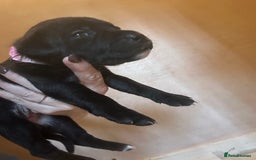 Staffordshire Bull Terrier dogs for sale: 5 staff pups  - Image 17