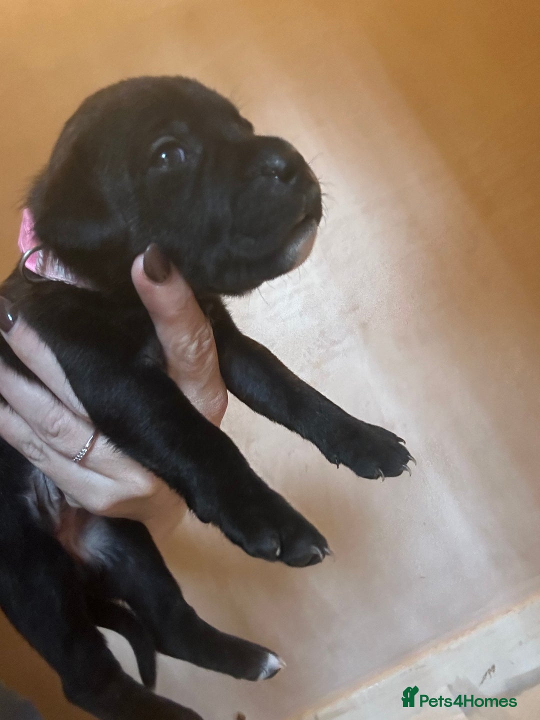 Staffordshire Bull Terrier dogs for sale: 5 staff pups  - Image 17