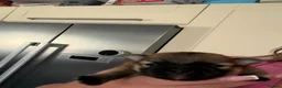 Pomeranian dogs for sale: Fluffy Pure bred small pomeranians in Ware - Advert 14