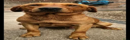 Labrador Retriever dogs for sale: 2 BEAUTIFUL CHUNKY KC REG FOX RED LABRADORS - Advert 15