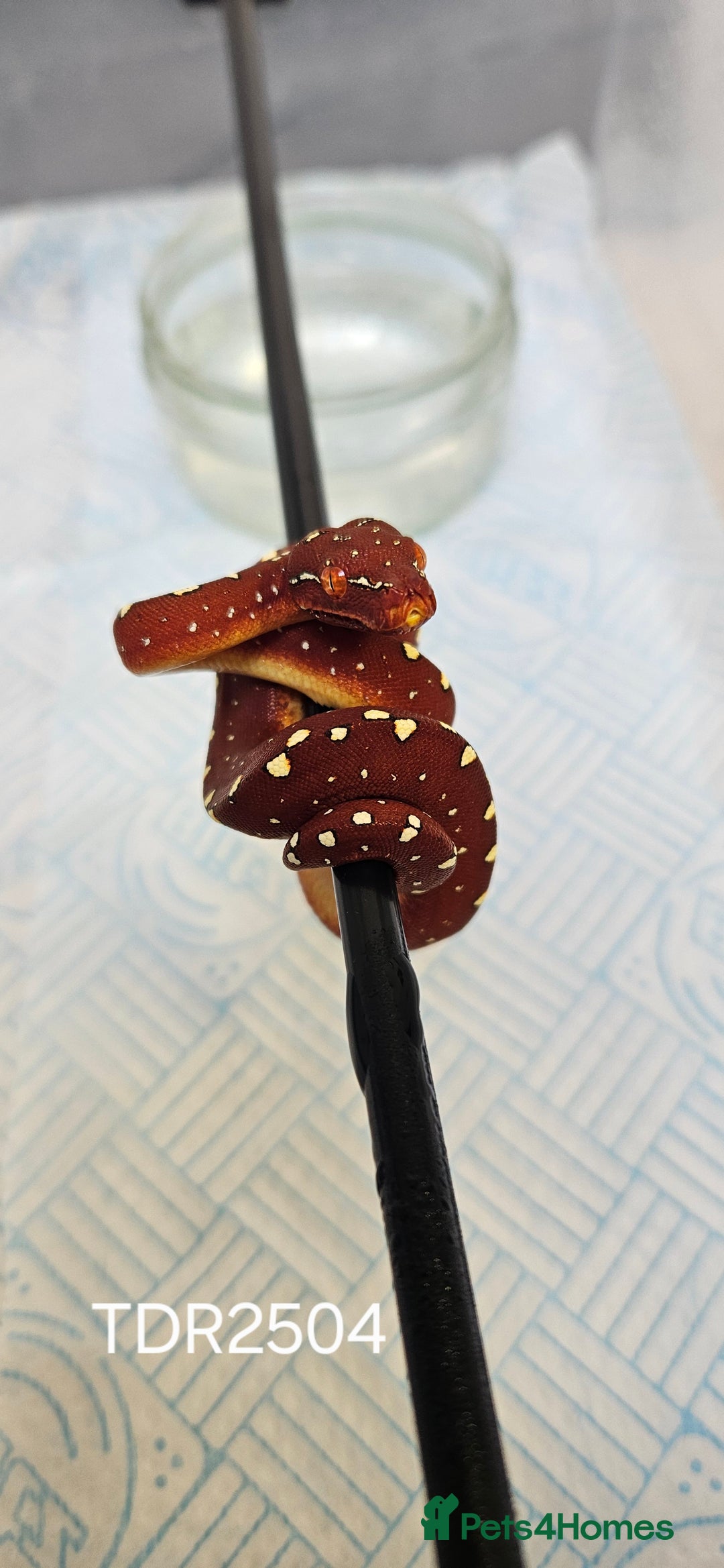 Python Snake reptiles for sale: Green tree Python in Mold - Image 3