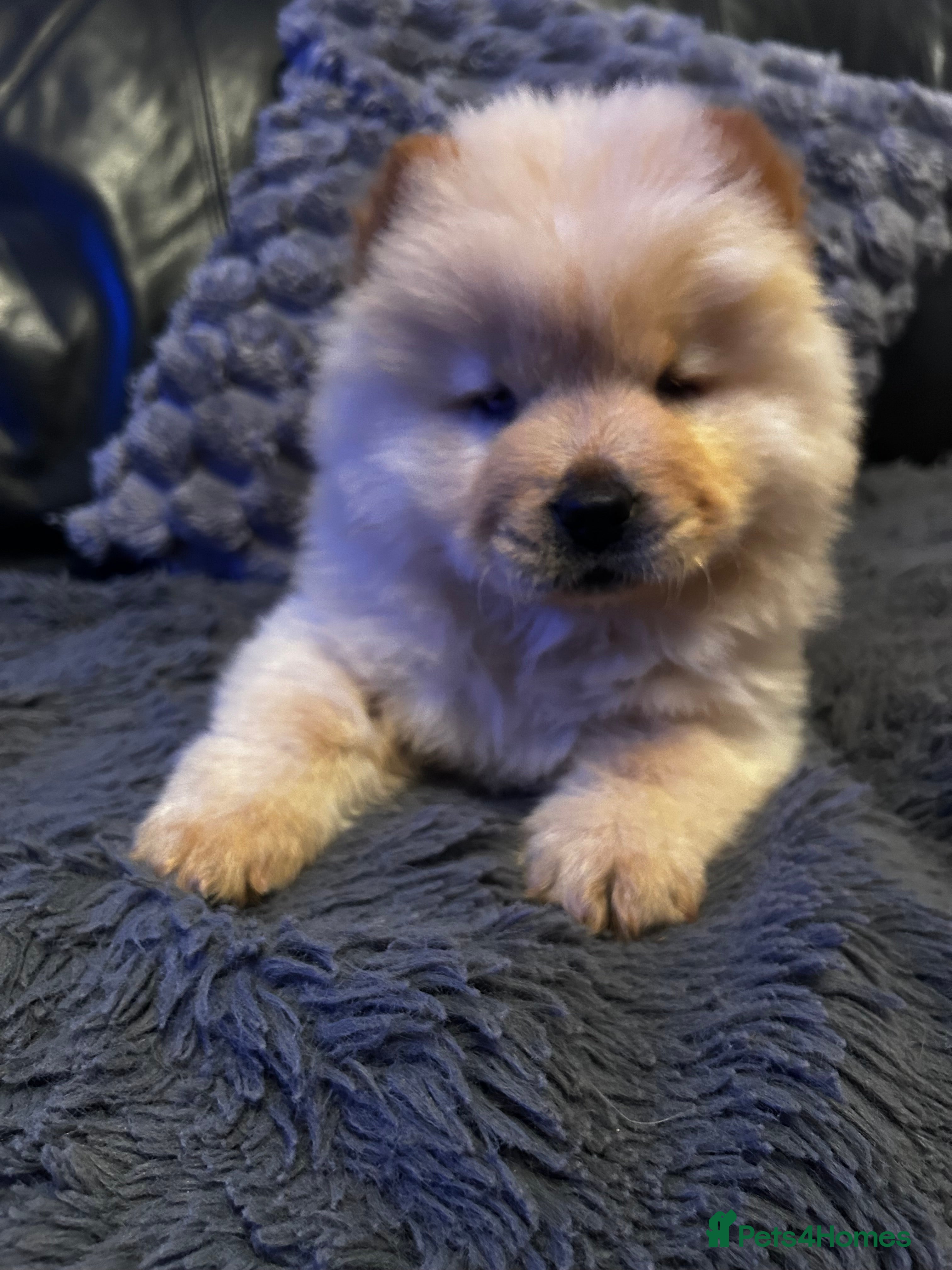 Chow Chow dogs Last boy available, ready now  - Advert 6